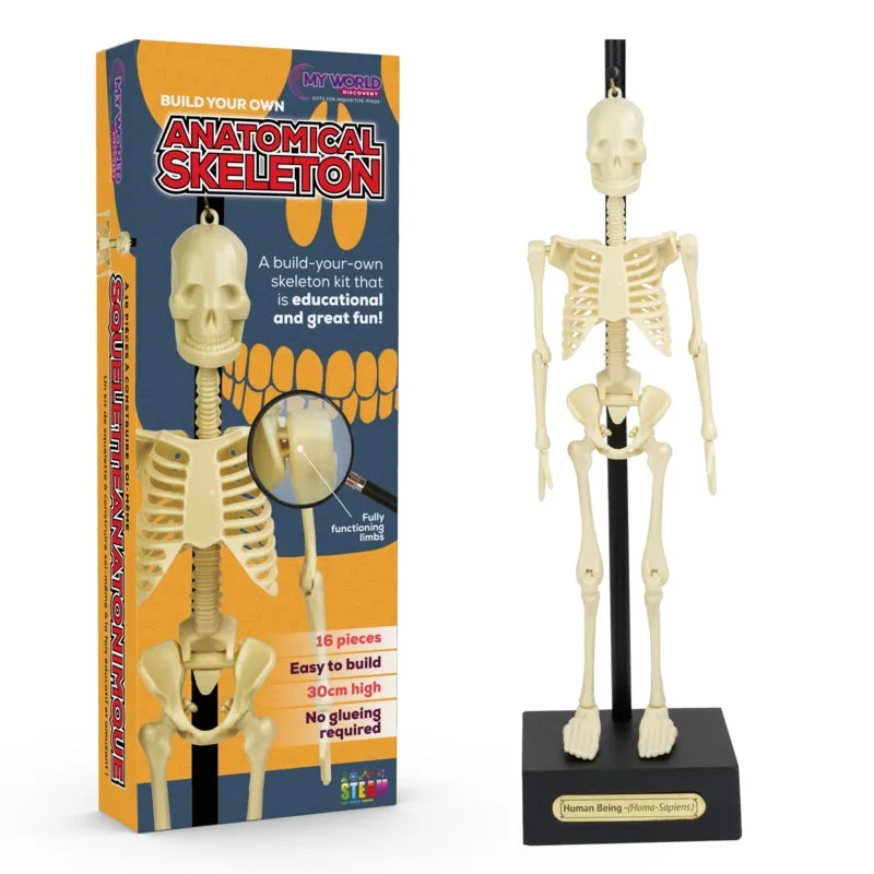 Build Your Own - Anatomical Skeleton