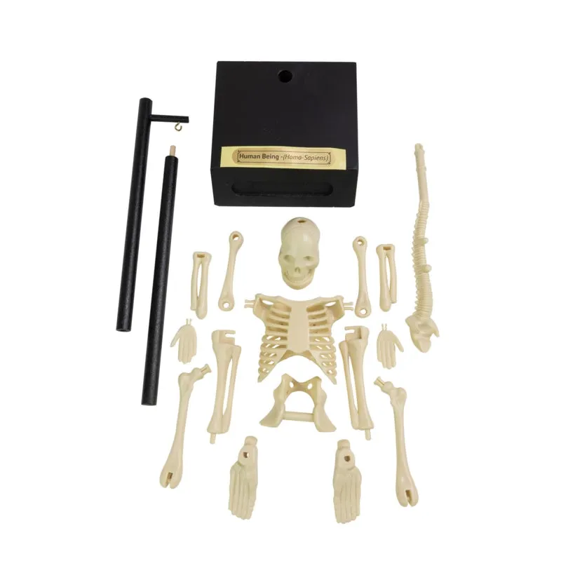 Build Your Own - Anatomical Skeleton